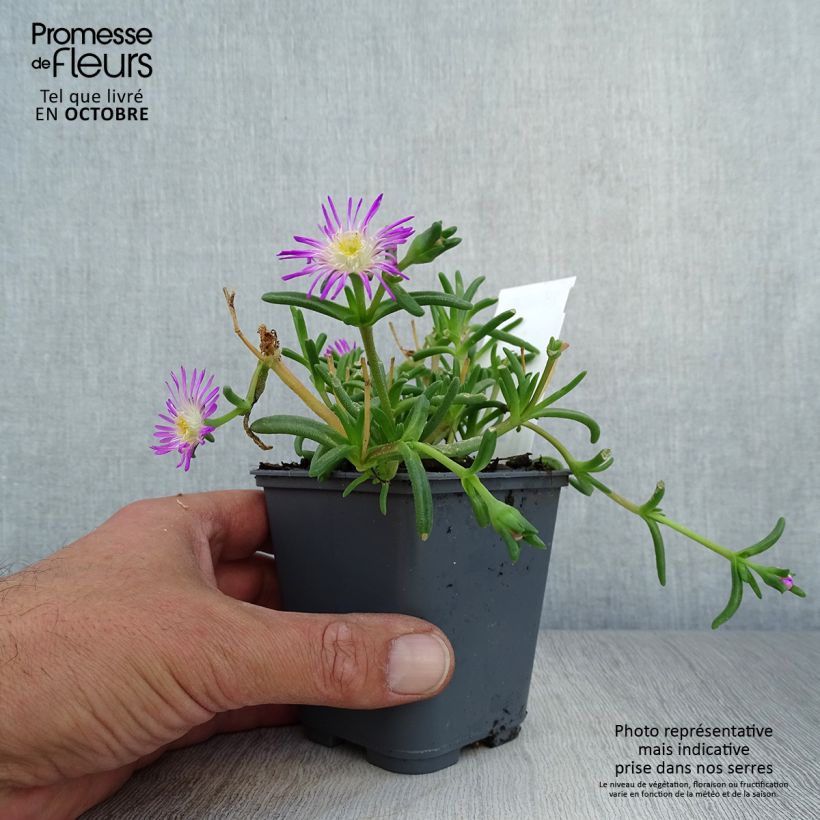 Spécimen de Delosperma Wheels of Wonder Violet Godet de 8/9 cm tel que livré en automne