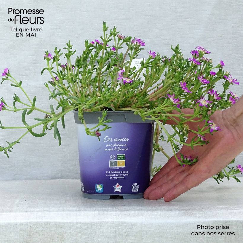 Spécimen de Delosperma Wheels of Wonder Violet Pot de 2L/3L tel que livré au printemps