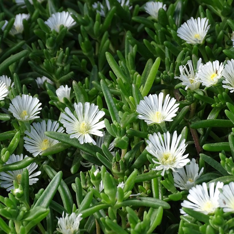 Delosperma Wheels of Wonder White (Feuillage)