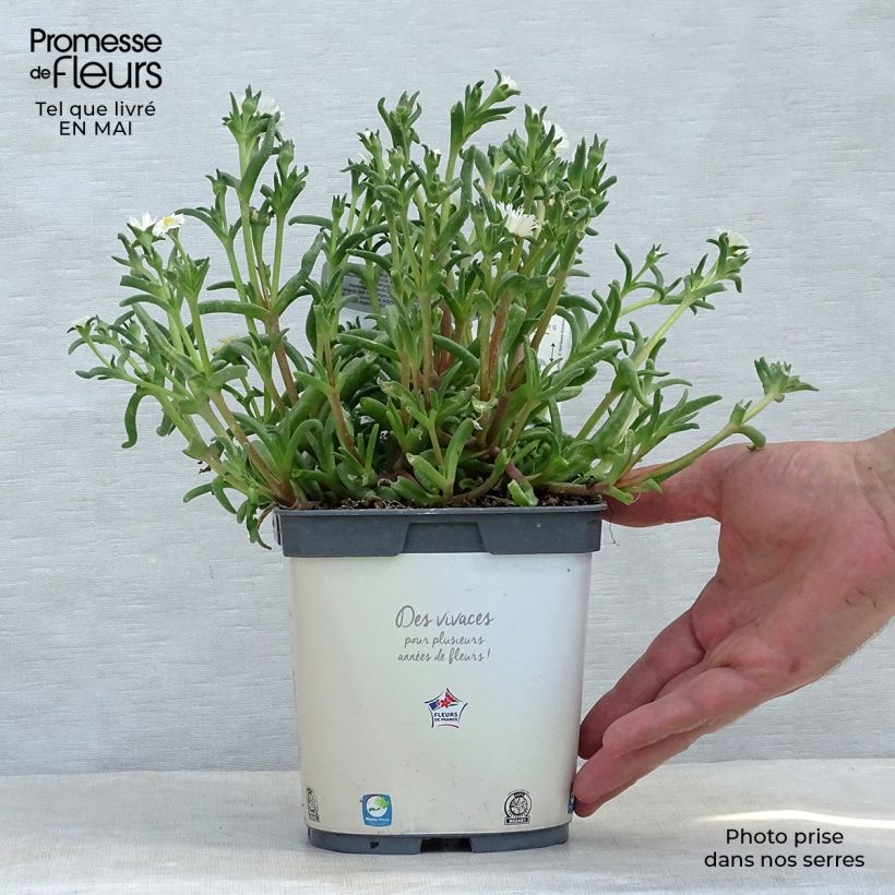 Spécimen de Delosperma Wheels of Wonder White Pot de 2L/3L tel que livré au printemps