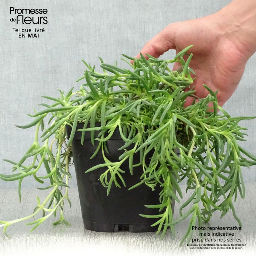 Spécimen de Delosperma cooperi - Pourpier de Cooper Pot de 2L/3L tel que livré au printemps