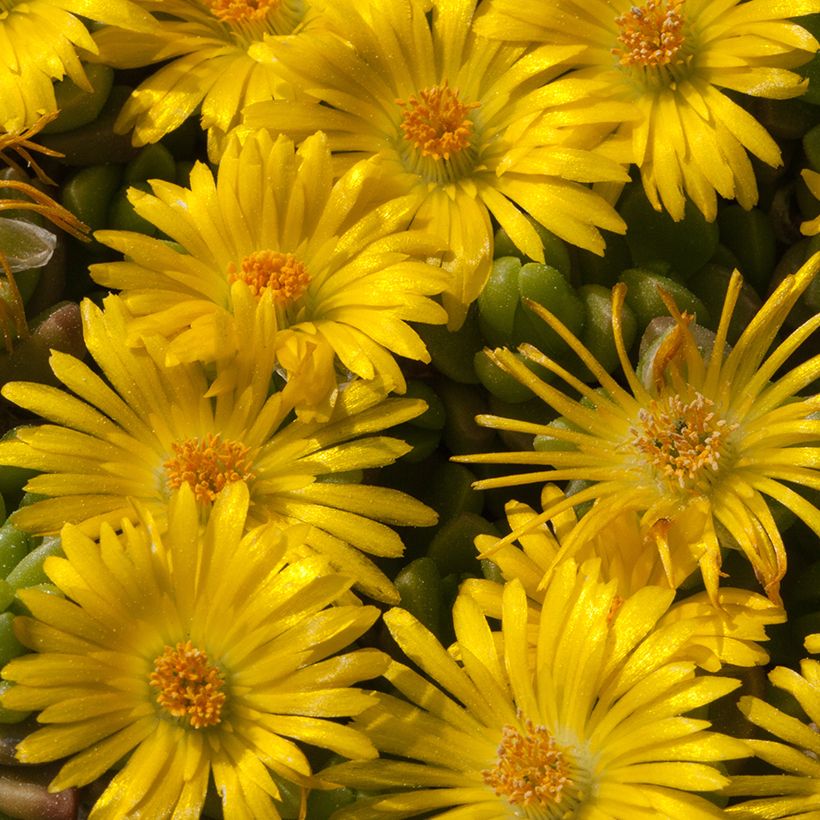 Delosperma lineare - Ficoïde jaune, Pourpier vivace (Flowering)