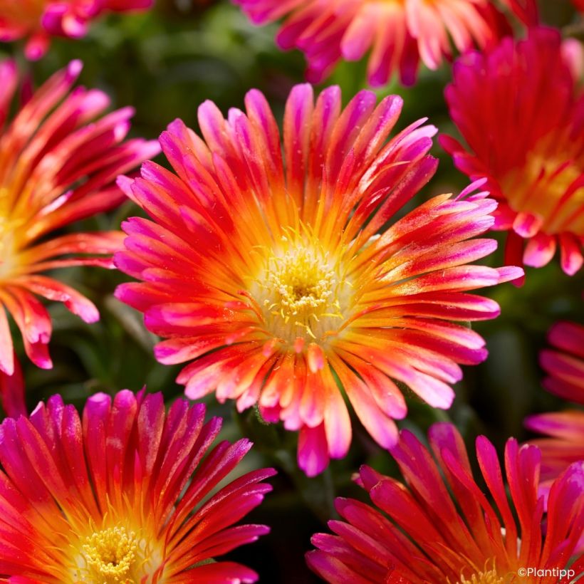 Delosperma Ocean Sunset Orange Glow (Flowering)