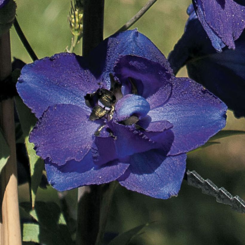 Delphinium Pacific Black Knight - Pied d'Alouette vivace (Flowering)
