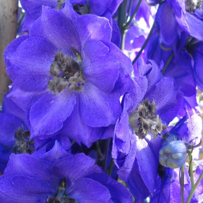 Delphinium Pacific Blue Jay - Pied d'Alouette vivace (Flowering)
