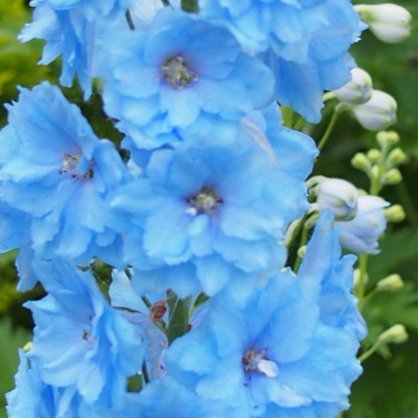Delphinium Blue Lace - Pied d'Alouette vivace (Flowering)