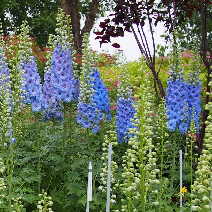 Delphinium Blue Lace - Pied d'Alouette vivace (Plant habit)
