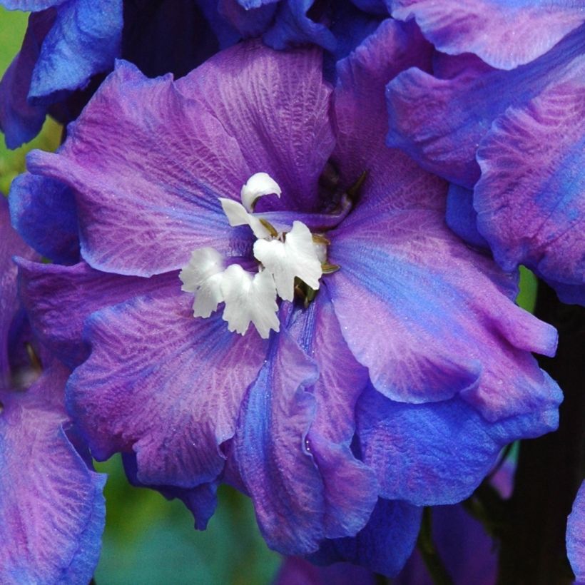 Delphinium Blue Triumphator - Pied d'Alouette vivace (Flowering)