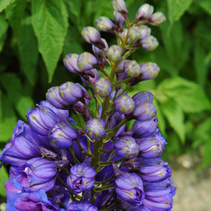 Delphinium Blue Triumphator - Pied d'Alouette vivace (Plant habit)