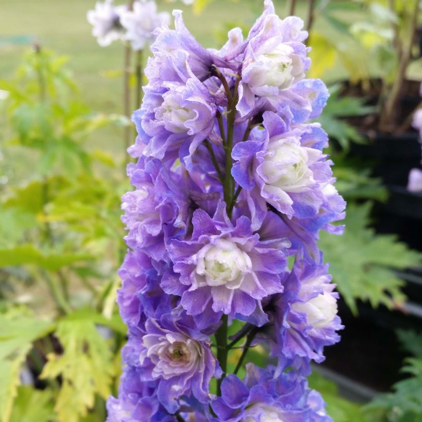 Delphinium Highlander Bolero - Pied d'alouette vivace (Flowering)