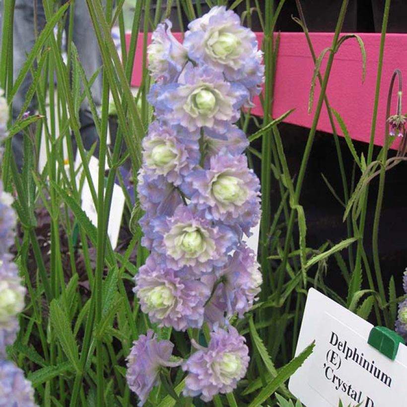Delphinium Crystal Delight - Pied d'alouette élevé (Flowering)
