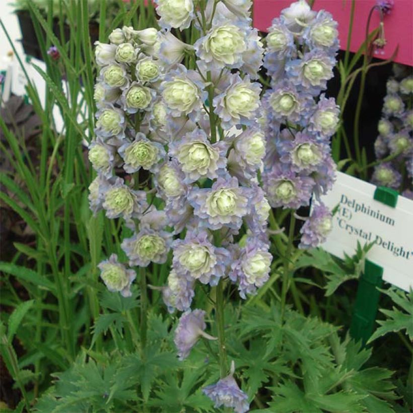 Delphinium Crystal Delight - Pied d'alouette élevé (Plant habit)