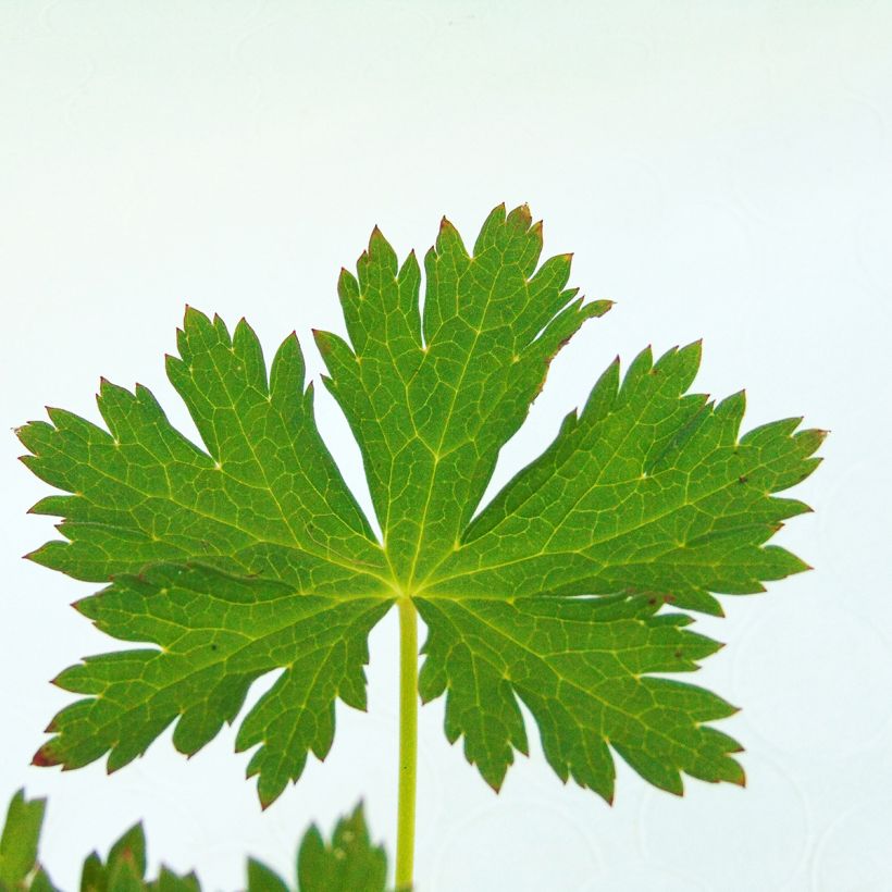Delphinium Crystal Delight - Pied d'alouette élevé (Foliage)