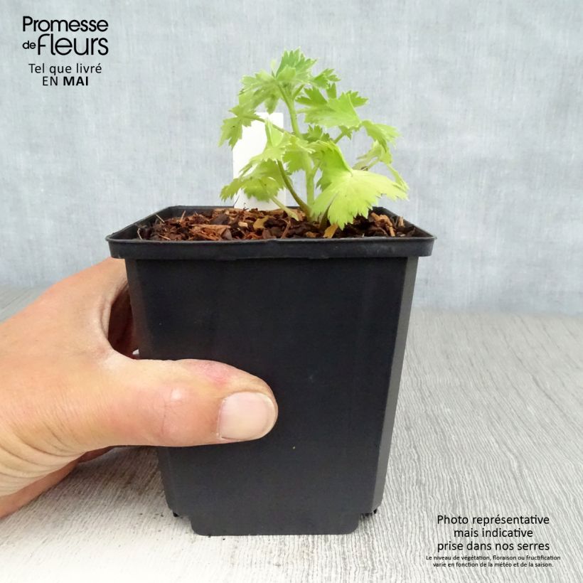 Example of Delphinium Crystal Delight - Pied d'alouette élevé Pot de 10 cm/11cm as you get in printemps