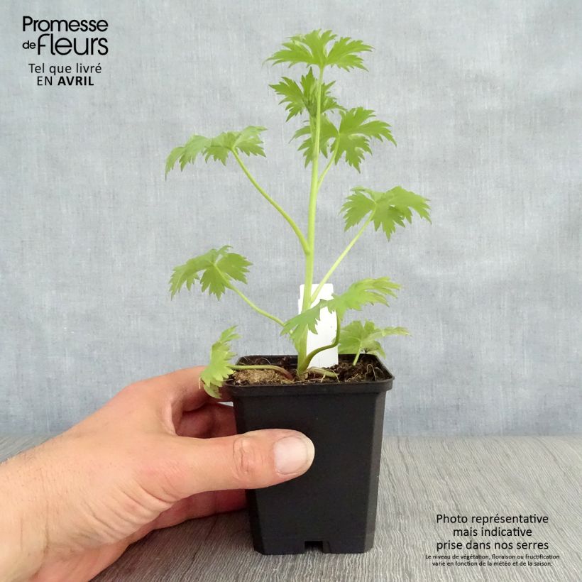 Example of Delphinium Dark Blue-Black Bee - Pied d'Alouette vivace Godet de 8/9 cm as you get in printemps