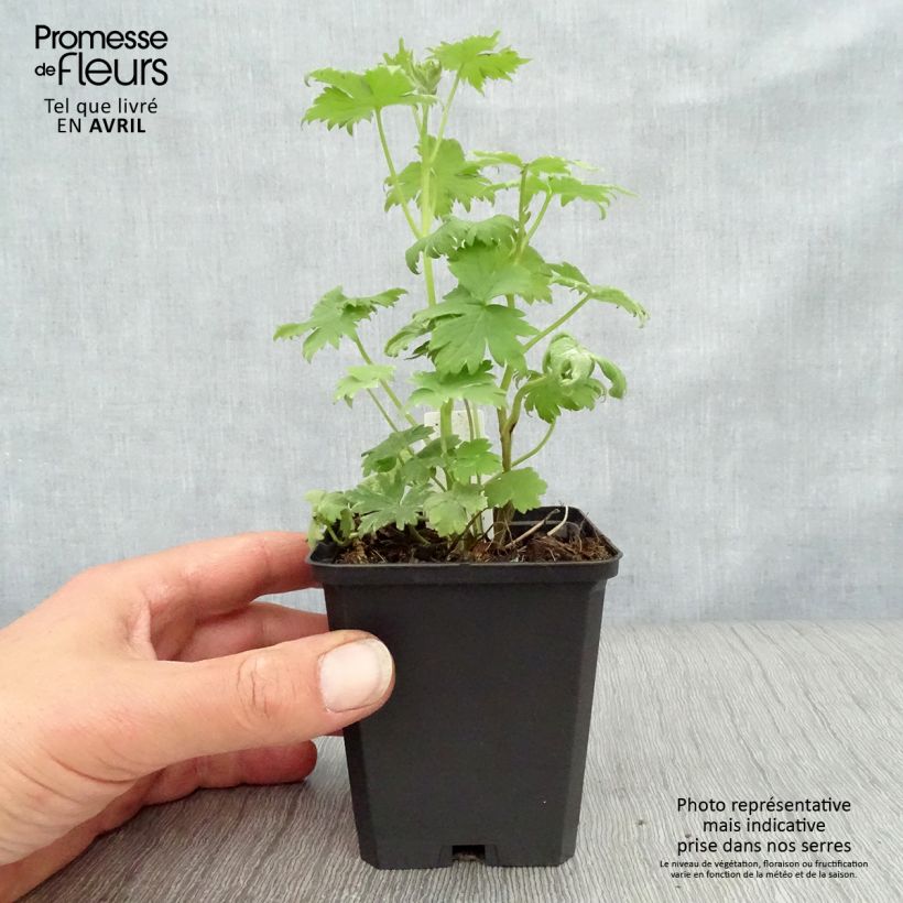 Spécimen de Delphinium Dark Blue-White Bee - Pied d'Alouette vivace Godet de 8/9 cm tel que livré au printemps