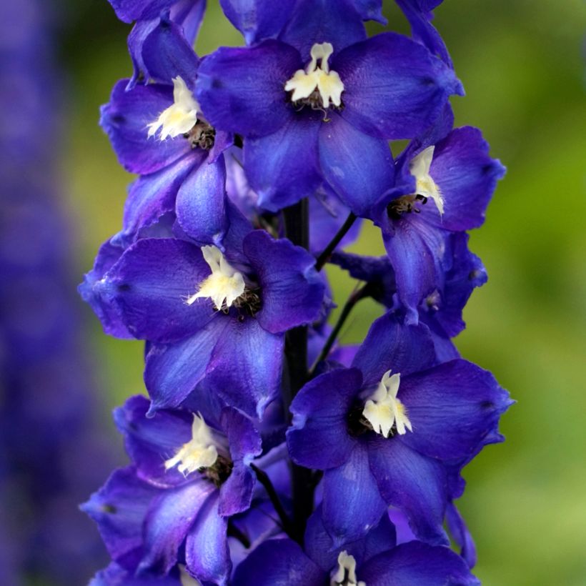 Delphinium Dark Blue-White Bee - Pied d'Alouette vivace (Floraison)