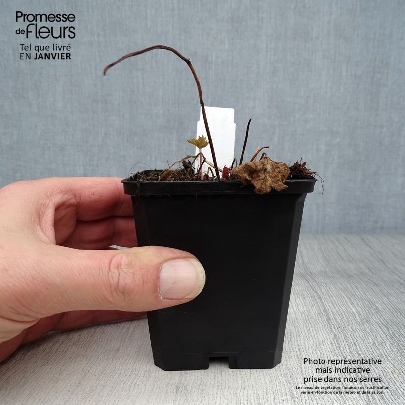 Spécimen de Delphinium Deep Rose-White Bee - Delphinium vivace Godet de 8/9 cm tel que livré en hiver