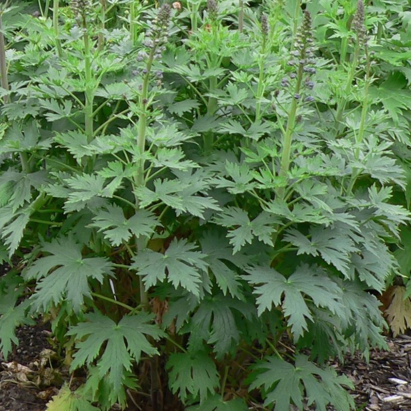 Delphinium Dusky Maiden - Pied d'Alouette vivace (Foliage)