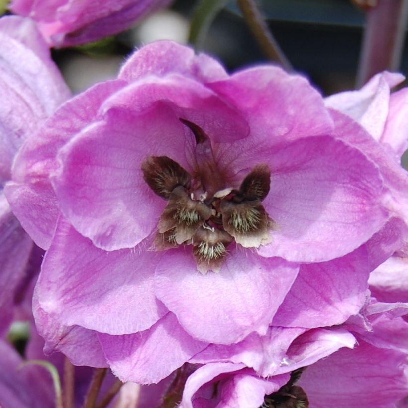 Delphinium Dusky Maiden - Pied d'Alouette vivace (Flowering)
