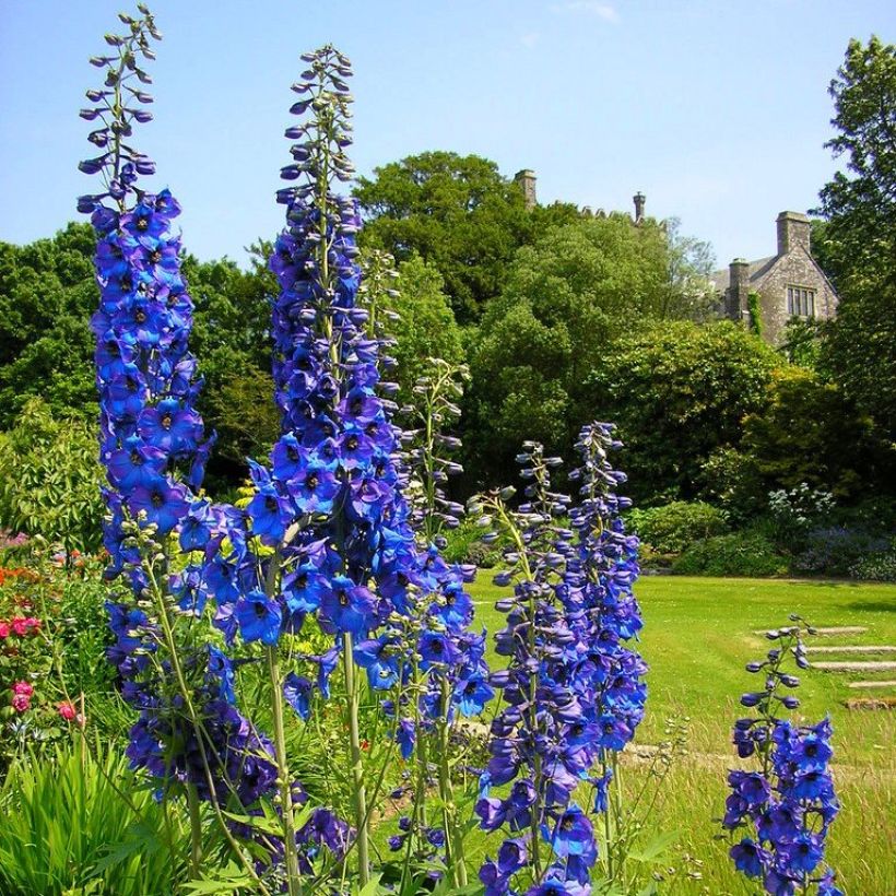 Delphinium x cultorum Finsteraarhorn - Pied d'Alouette vivace (Plant habit)