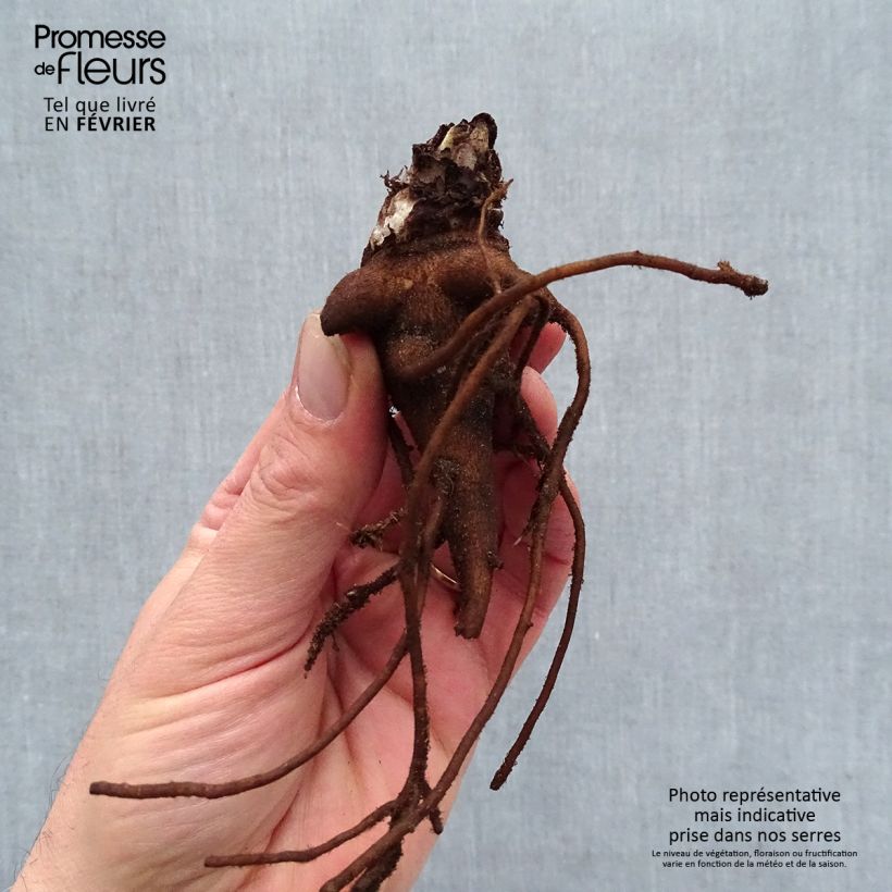 Example of Delphinium Highlander Blueberry Pie - Pied d'Alouette vivace Racines nues, qualité premium as you get in hiver