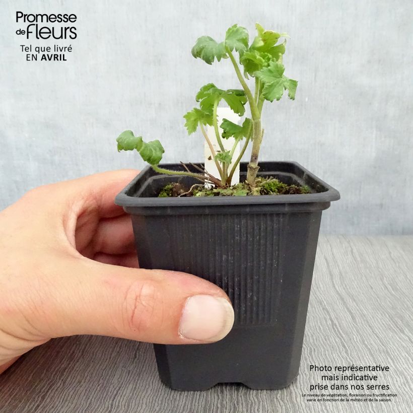 Example of Delphinium Highlander Bolero - Pied d'alouette vivace Godet de 8/9 cm as you get in printemps