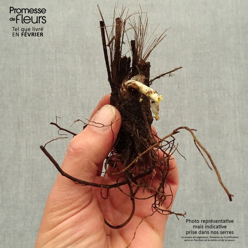 Example of Delphinium Highlander Bolero - Pied d'alouette vivace Racines nues, Qualité premium as you get in hiver