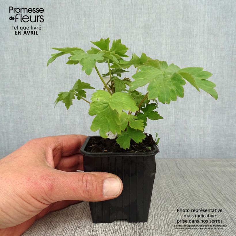 Spécimen de Delphinium Highlander Cha Cha - Pied d'alouette vivace Godet de 8/9 cm tel que livré au printemps