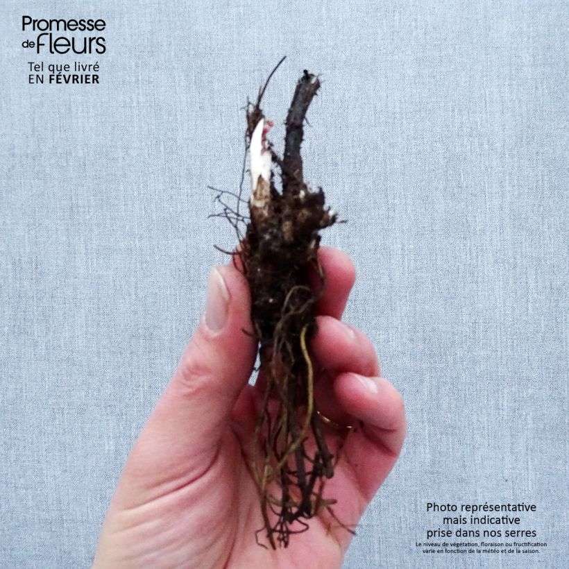 Spécimen de Delphinium Highlander Flamenco - Pied d'Alouette vivace  Racines nues, Qualité premium tel que livré en hiver