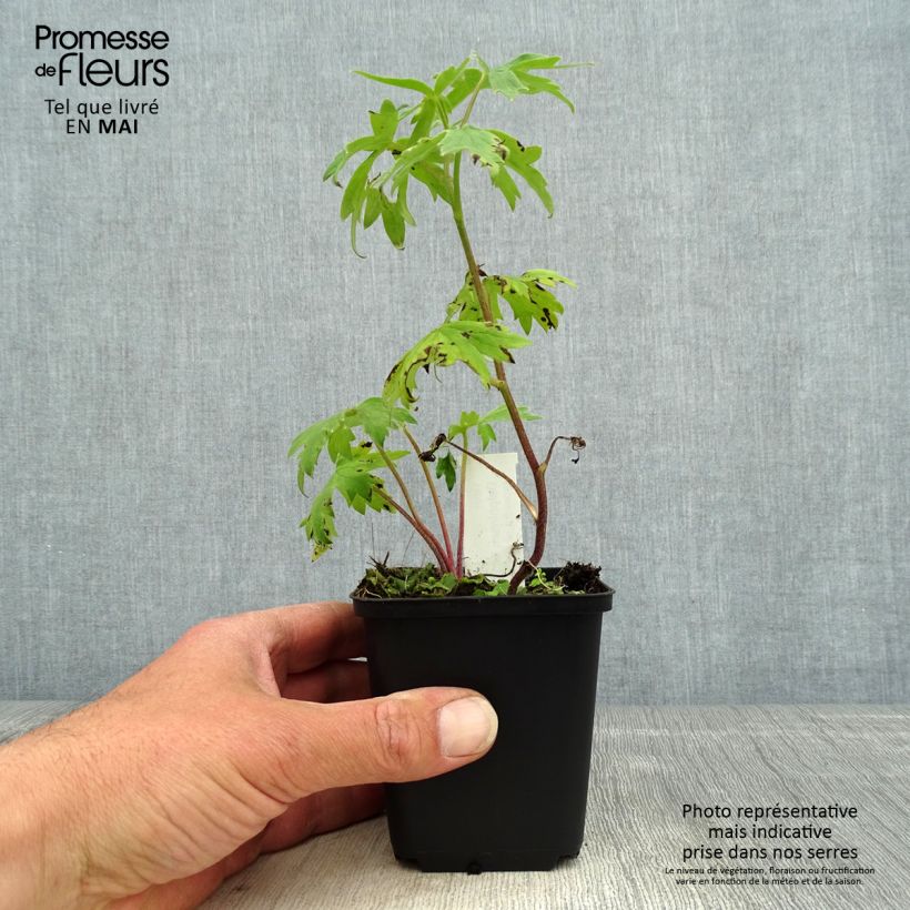 Example of Delphinium Highlander Samba - Pied d'Alouette vivace Godet de 8/9 cm as you get in printemps