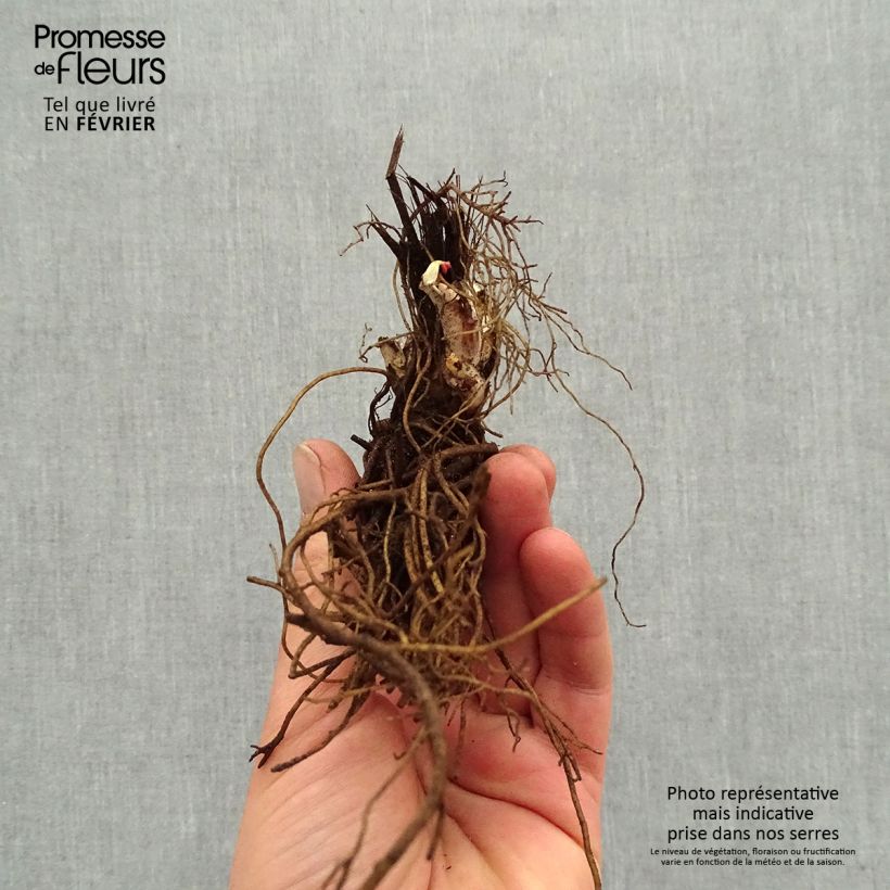 Example of Delphinium Highlander Sweet Sensation - Pied d'Alouette vivace Racines nues, Qualité premium as you get in hiver