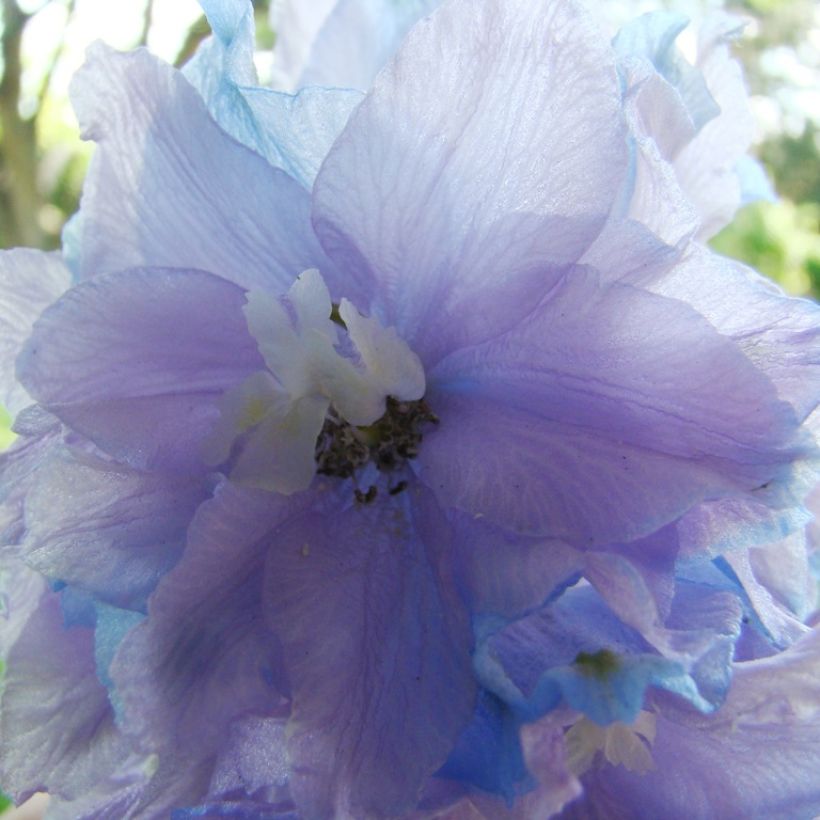 Delphinium Misty Mauves - Pied d'Alouette vivace (Flowering)