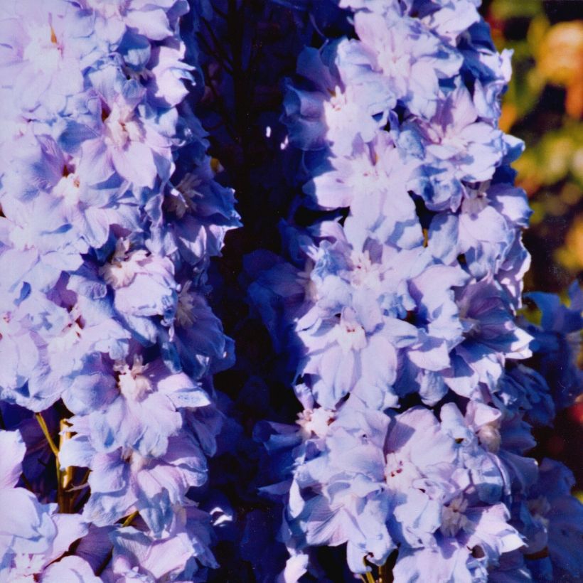 Delphinium Misty Mauves - Pied d'Alouette vivace (Plant habit)