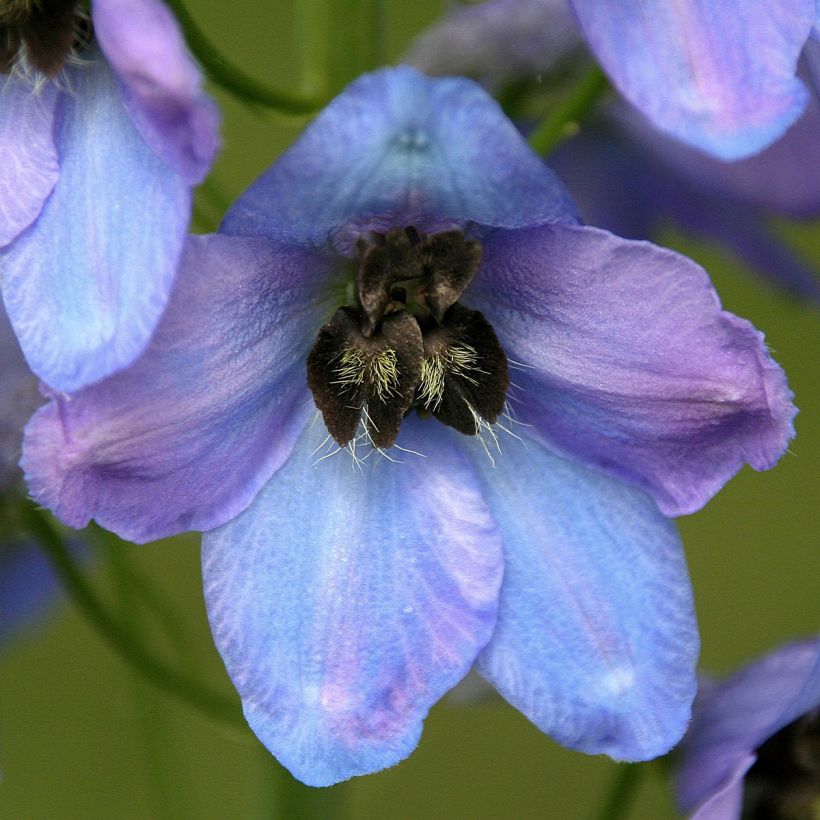 Delphinium Mrs Newton Lees - Pied d'Alouette vivace (Flowering)
