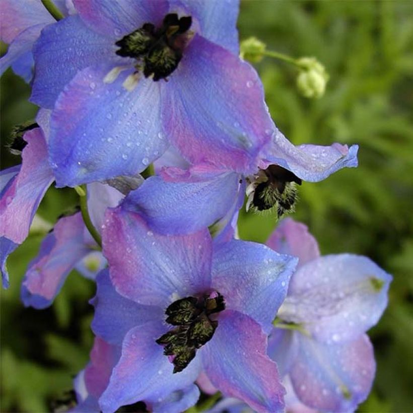 Delphinium Ouvertüre - Pied d'Alouette vivace (Flowering)