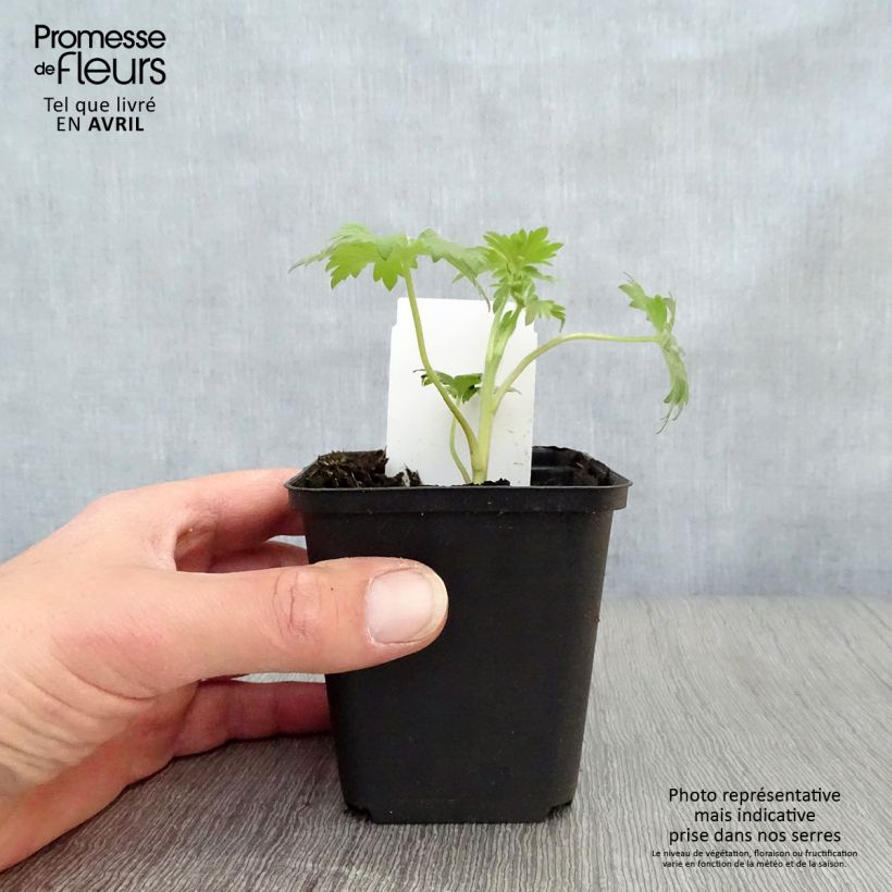 Example of Delphinium Pacific Black Knight - Pied d'Alouette vivace Godet de 7/8 cm as you get in printemps