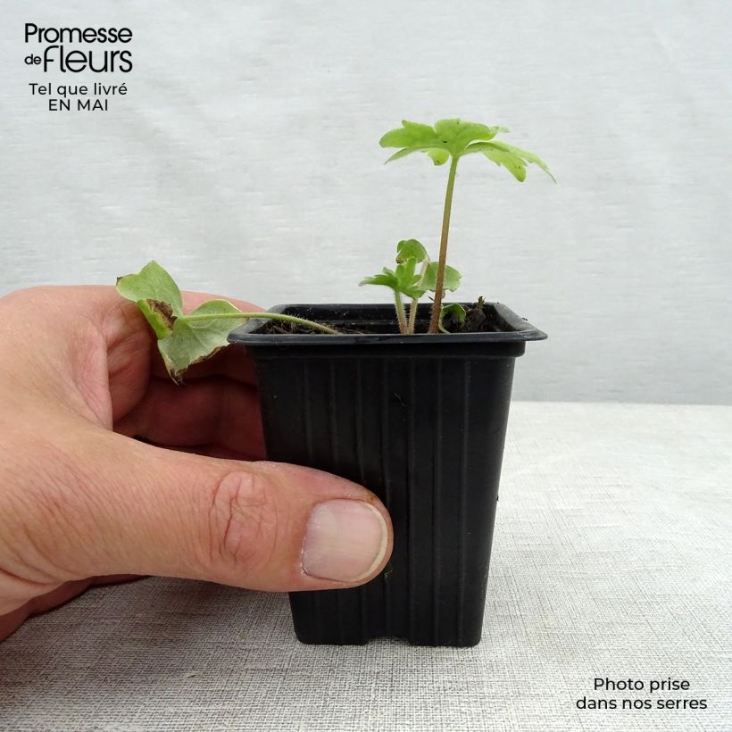 Spécimen de Delphinium Pacific Blue Bird - Pied d'Alouette vivace Godet de 7/8 cm tel que livré au printemps