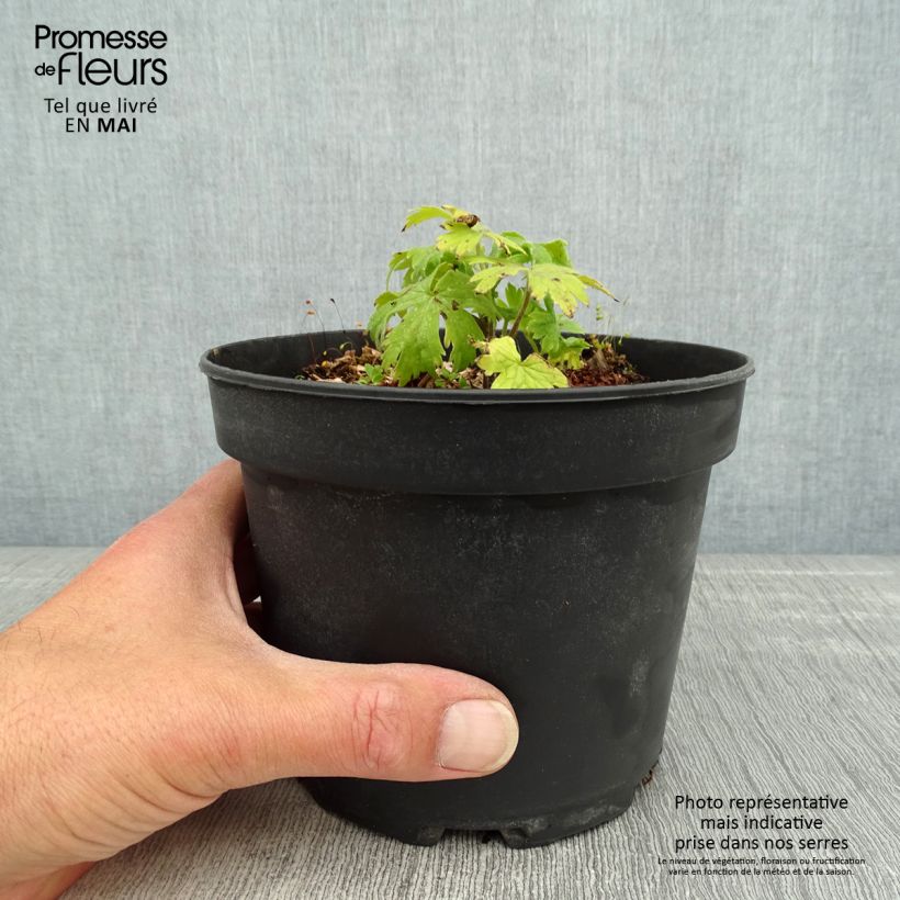 Example of Delphinium Pacific Blue Jay - Pied d'Alouette vivace Pot de 2L/3L as you get in printemps