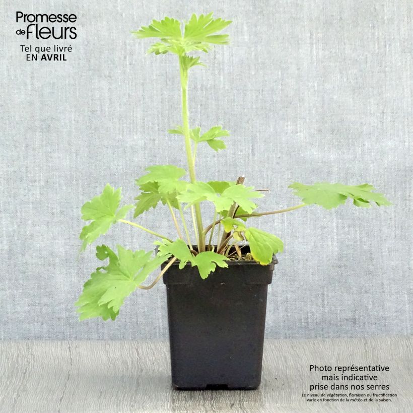 Example of Delphinium Pacific Blue Jay - Pied d'Alouette vivace Godet de 7/8 cm as you get in printemps