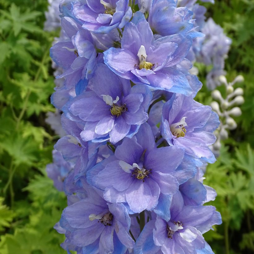 Delphinium Pacific giant Cameliard - Pied d'Alouette vivace (Flowering)