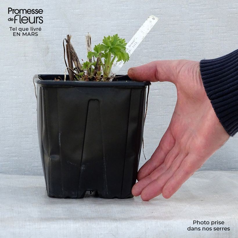 Example of Delphinium Pacific Galahad - Pied d'Alouette vivace Pot de 2L/3L as you get in printemps