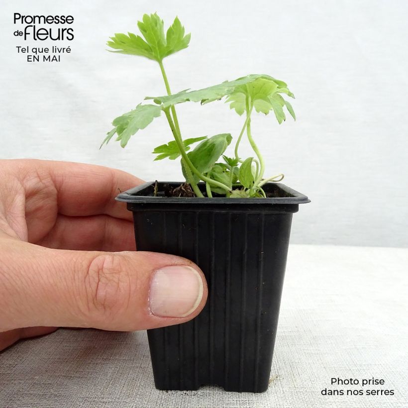 Example of Delphinium Pacific Galahad - Pied d'Alouette vivace Godet de 7/8 cm as you get in printemps