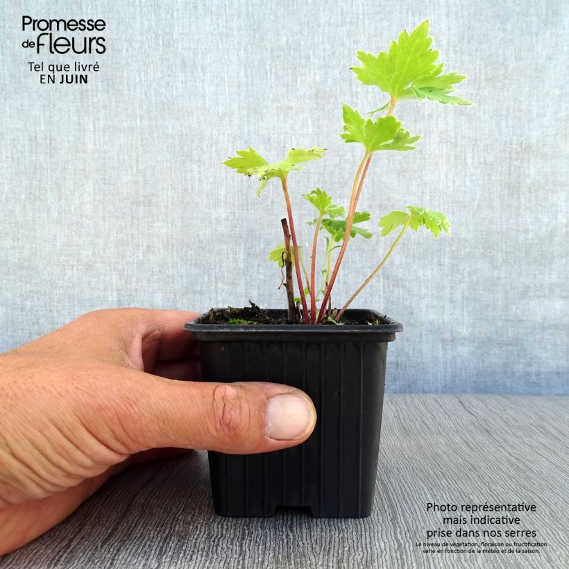 Spécimen de Delphinium Pacific Guinerve - Pied d'Alouette vivace Godet de 7/8 cm tel que livré en été