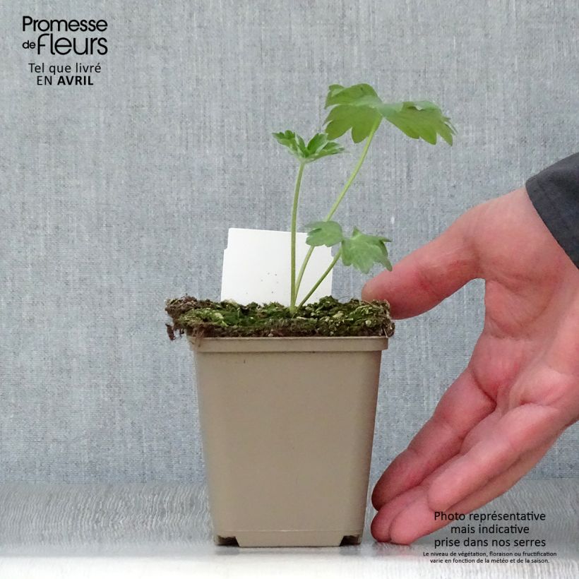 Example of Delphinium Pacific Guinerve - Pied d'Alouette vivace Godet de 7/8 cm as you get in printemps