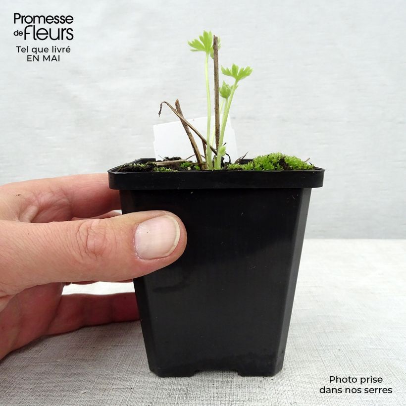 Spécimen de Delphinium Pacific Summer Skies - Pied d'Alouette vivace Godet de 7/8 cm tel que livré au printemps