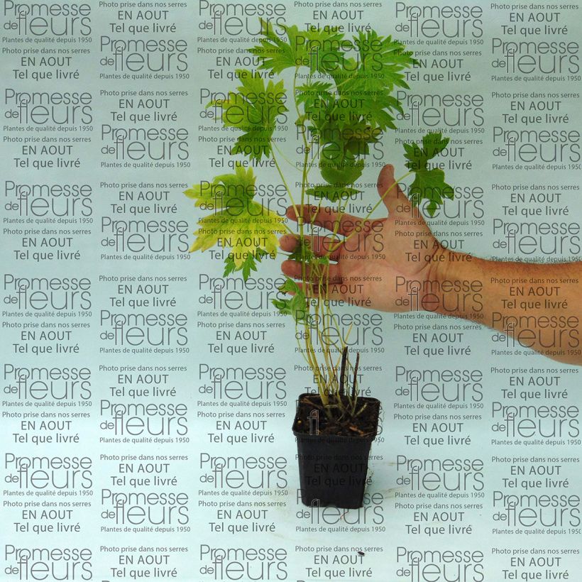 Example of Delphinium Pacific giant Cameliard - Pied d'Alouette vivace Godet de 8/9 cm as you get