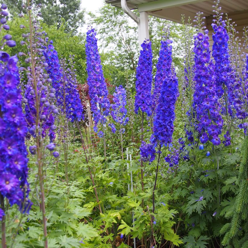 Delphinium Pagan Purples - Pied d'Alouette vivace (Plant habit)