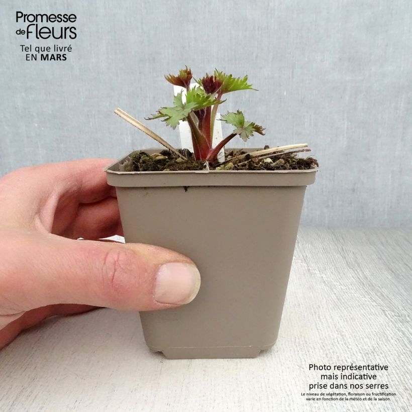 Example of Delphinium Pagan Purples - Pied d'Alouette vivace Godet de 8/9 cm as you get in printemps