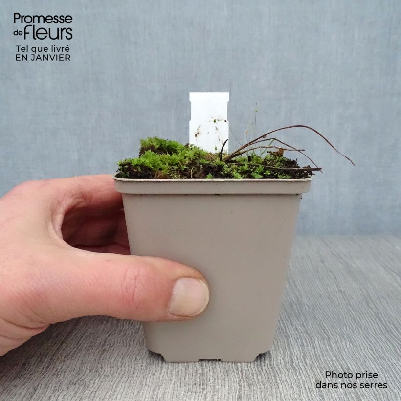 Spécimen de Delphinium Ruysii Pink Sensation, Pied d'Alouette Godet de 8/9 cm tel que livré en hiver